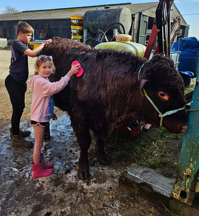 Williamson family wash a cow
